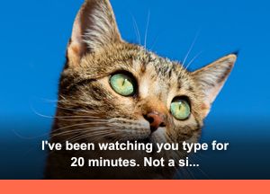 Tabby Cat: "I've been watching you type for 20 minutes. Not a single email about me."