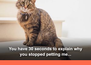 House Cat: "You have 30 seconds to explain why you stopped petting me. Choose your words carefully."