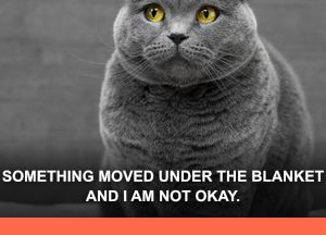 Scottish Fold: "SOMETHING MOVED UNDER THE BLANKET AND I AM NOT OKAY."